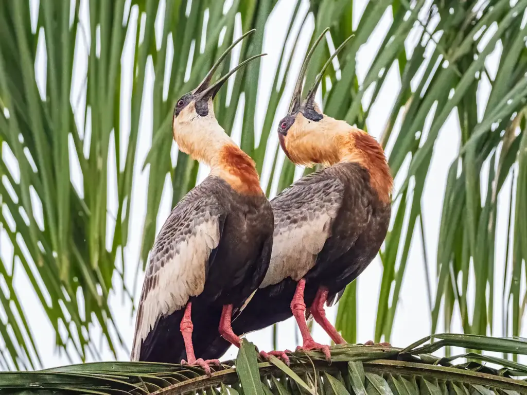 Buff-necked Ibises Perched On The Tree