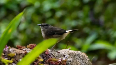 Buff-rumped Warblers