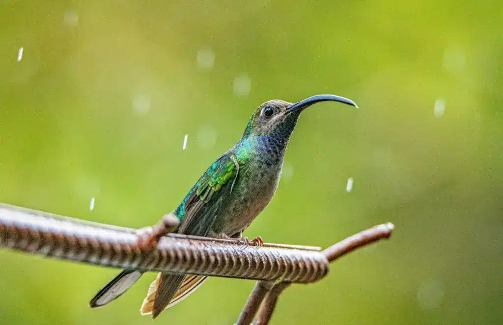 The Buff-tailed Sicklebills Perched In A Metal