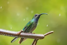 The Buff-tailed Sicklebills Perched In A Metal
