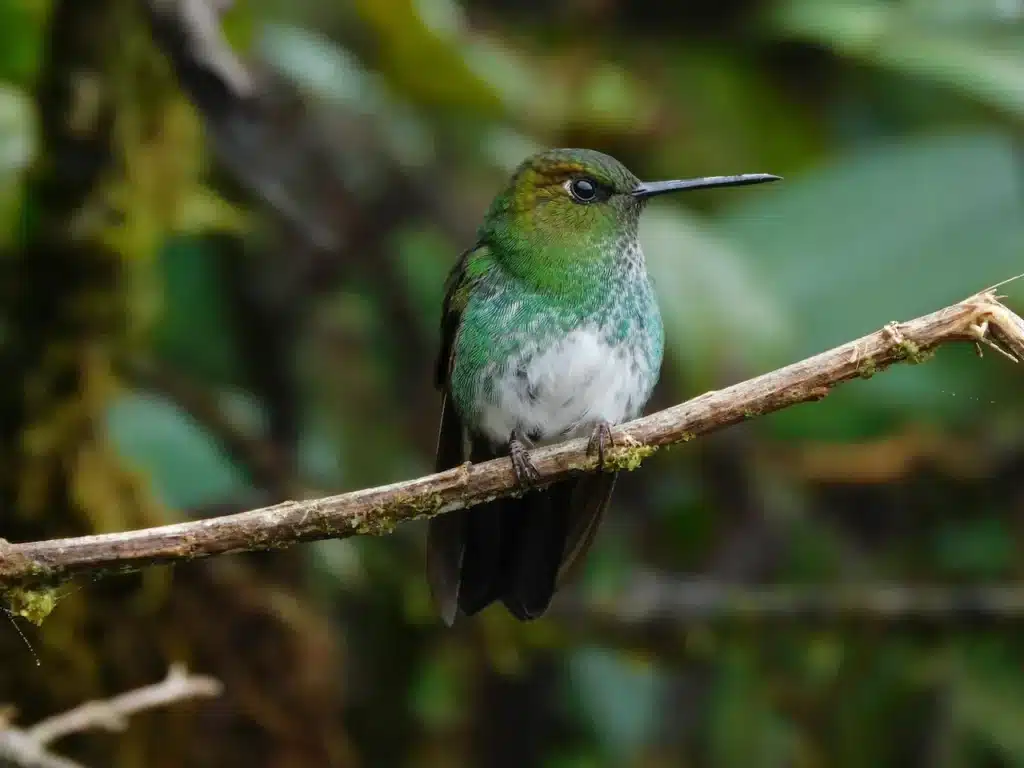 Buff-thighed Pufflegs