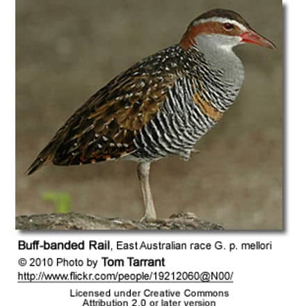 Buff-banded Rail, East Australian race G. p. mellori