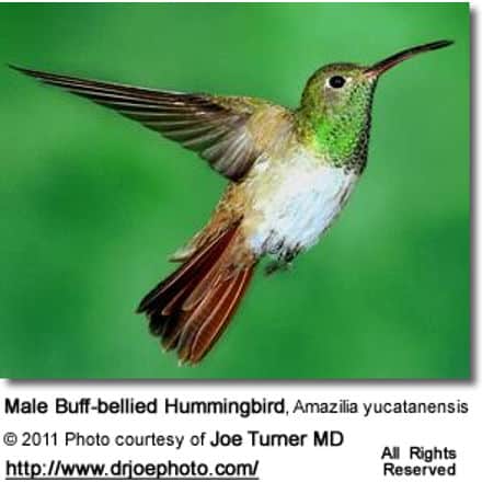 Buff-bellied Hummingbird, Amazilia yucatanensis