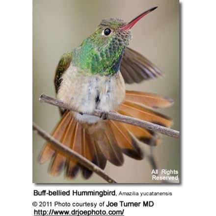 Buff-bellied Hummingbird, Amazilia yucatanensis