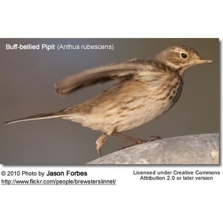 Buff-bellied Pipit (Anthus rubescens) - also known as American Pipit