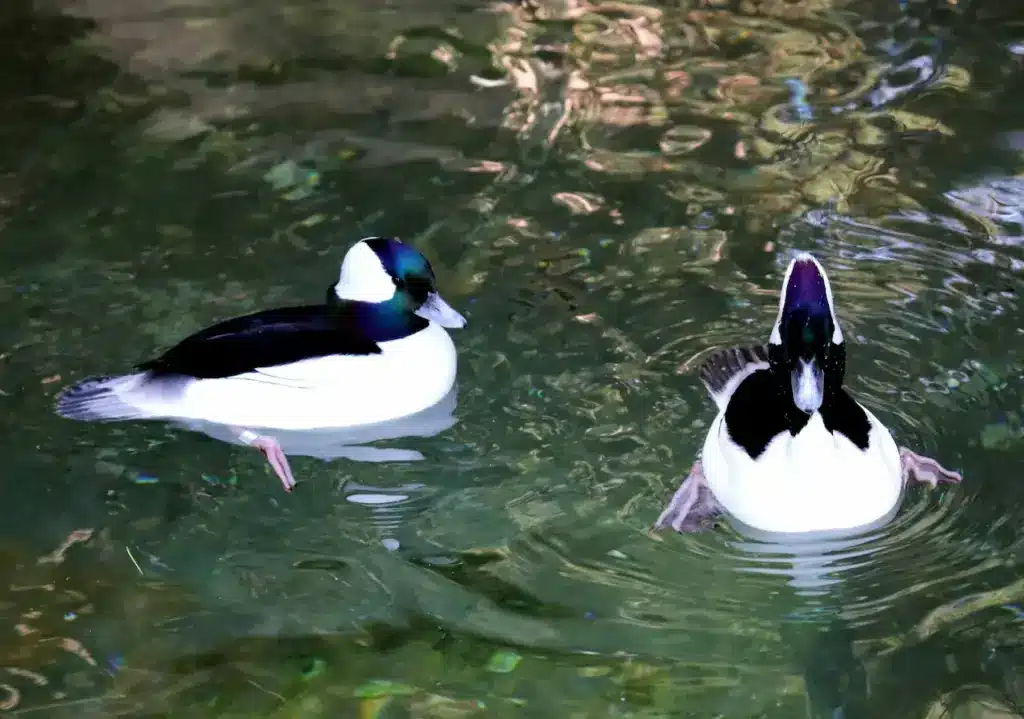 Pair of Bufflehead Duck on a Water