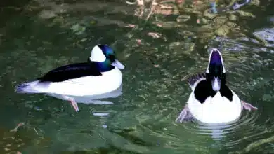 Pair of Bufflehead Duck on a Water