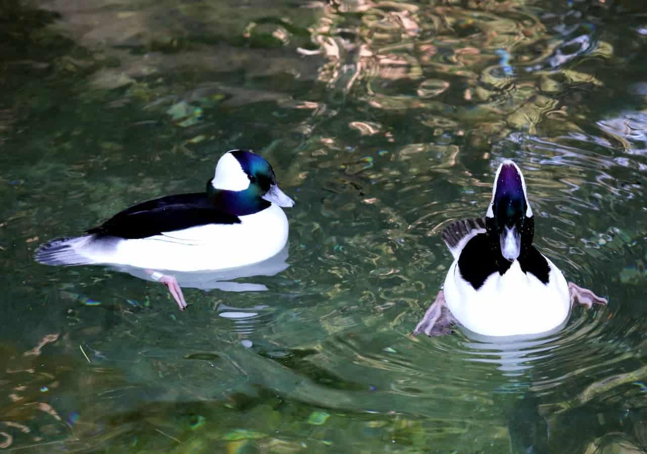Two Bufflehead Duck In The Water