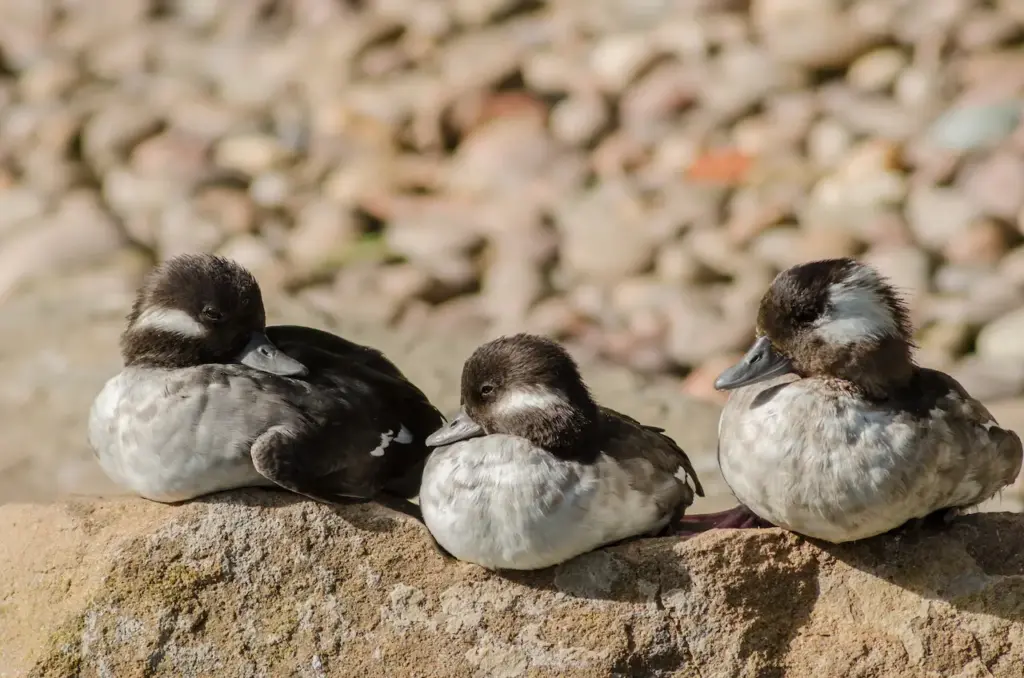 Bufflehead Ducks Resting  on the Rocks 