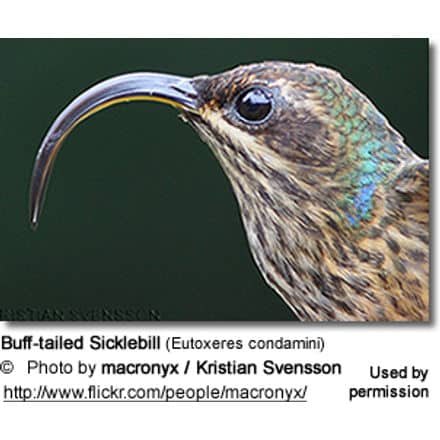 Buff-tailed Sicklebill (Eutoxeres condamini)
