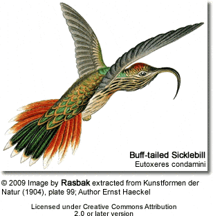 Buff-tailed Sicklebill