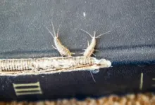 Bug Eating Cookbooks