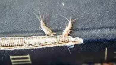 Bug Eating Cookbooks