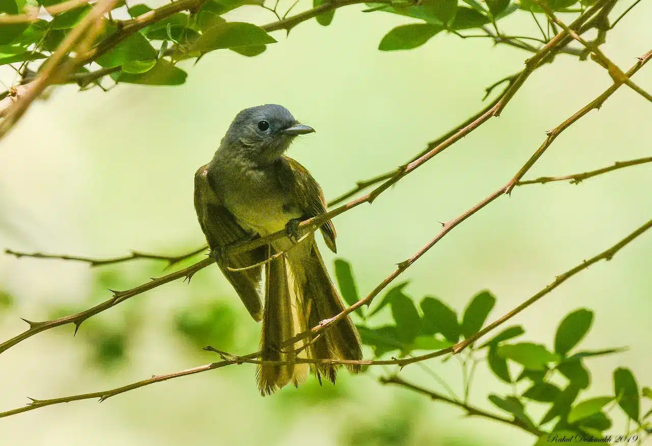 The Bulbuls Found in the Philippines