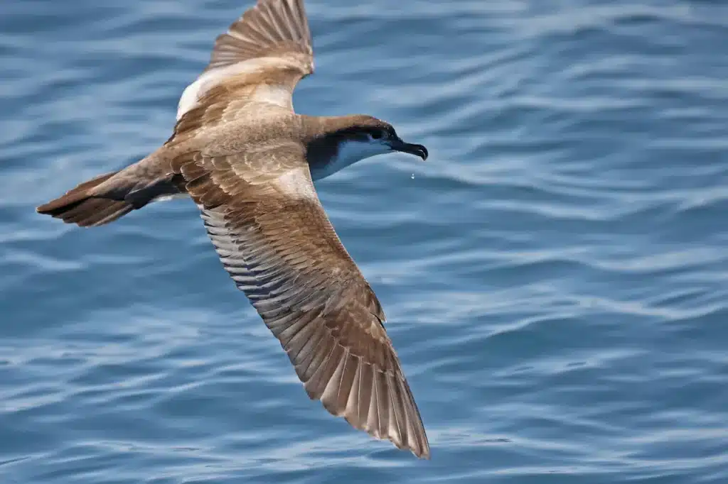 Buller's Shearwaters
