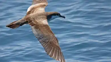 Buller's Shearwaters