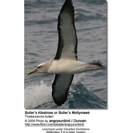 Buller's Albatross or Buller's Mollymawk, Thalassarche bulleri