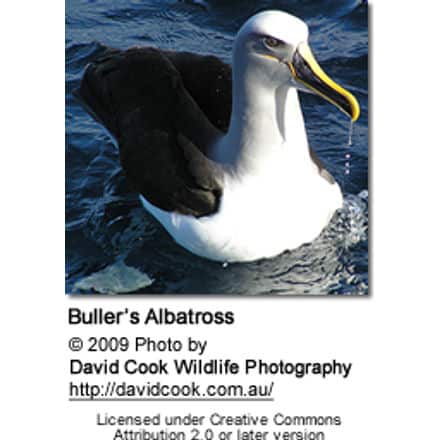 Buller's Mollymawk or Buller's Albatross (Diomedea bulleri