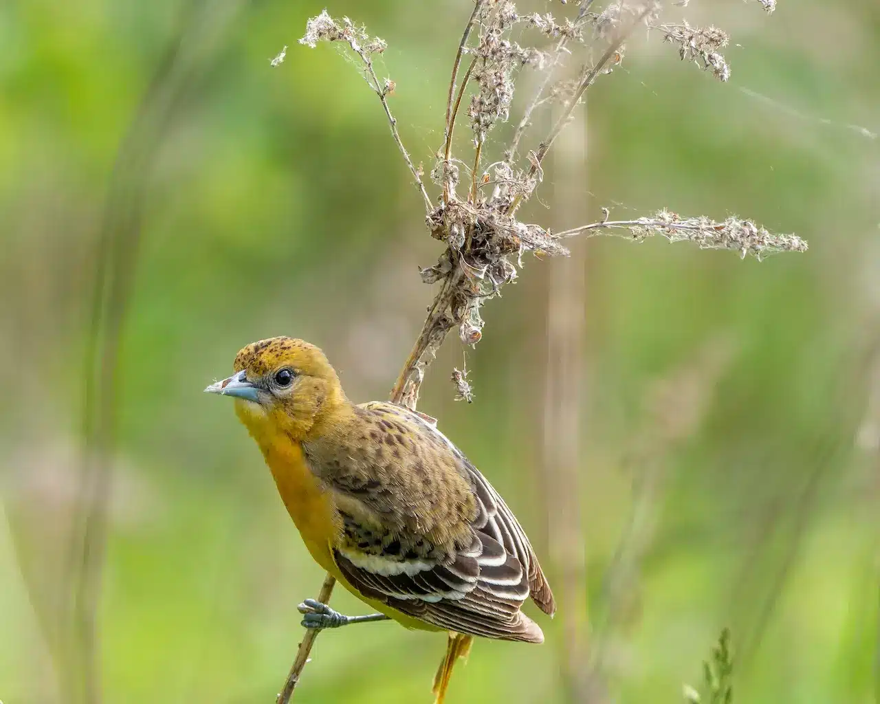 The Bullock's Oriole Looking For Food