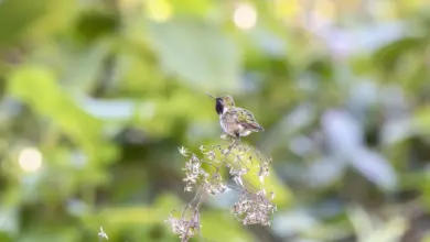 Bumblebee Hummingbirds Perched on a Thorn