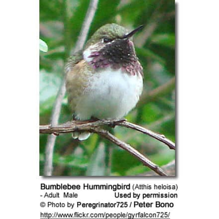Bumblebee Hummingbird (Atthis heloisa) - Adult Male