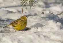 Buntings on the Snow