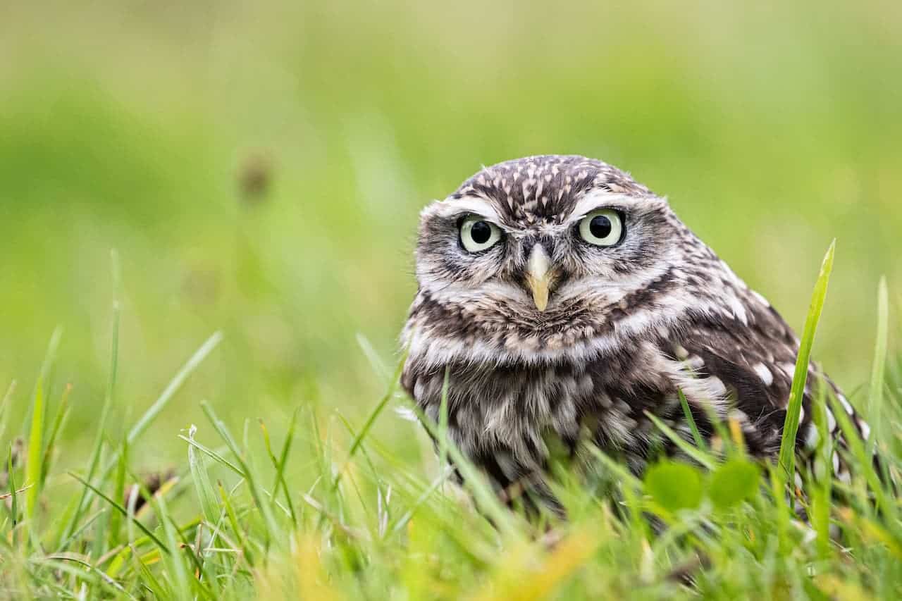 A small Burrowing Owl sitting on the grass alone.