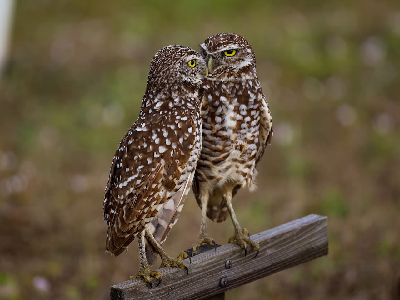 Two Burrowing Owls standing on the top of a wood.