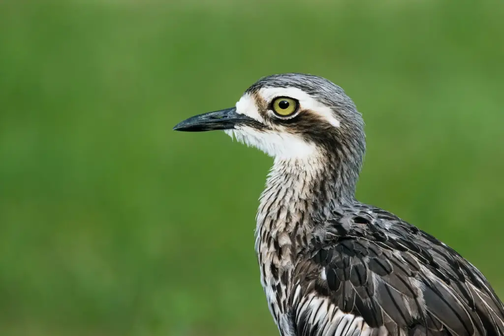 A Close-Up Image of a Bush Stone-Curlew