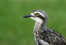 A Close-Up Image of a Bush Stone-Curlew