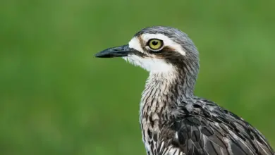 The Bush Stone-Curlews Close Up Image