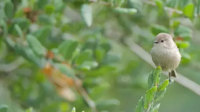 The Bushtits Resting In A Tree