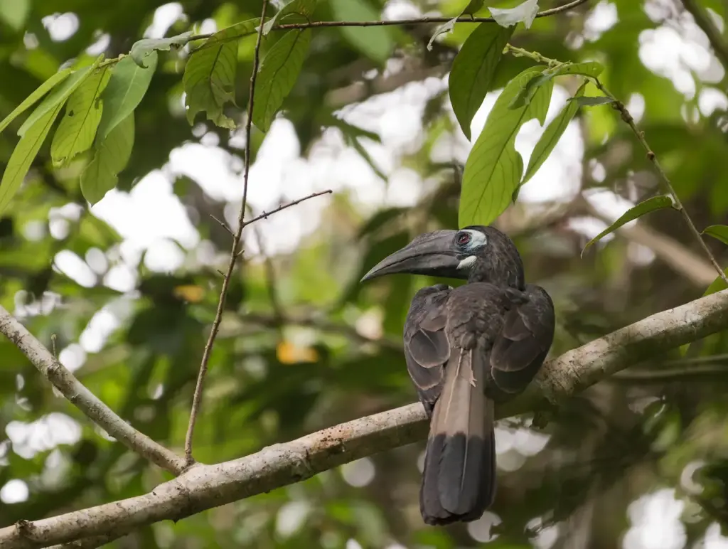Bushy-crested Hornbills on a Tree Branch 
