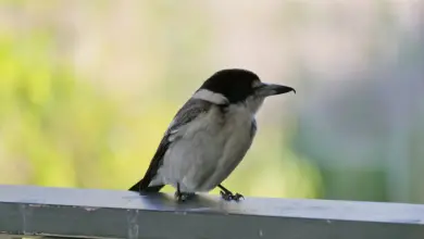 Butcherbirds on a Wood Perched