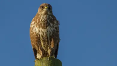 Buzzard Buteo Perched On Wooden Post