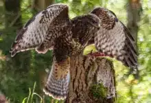 Buzzards eating a pigeon on a tree.