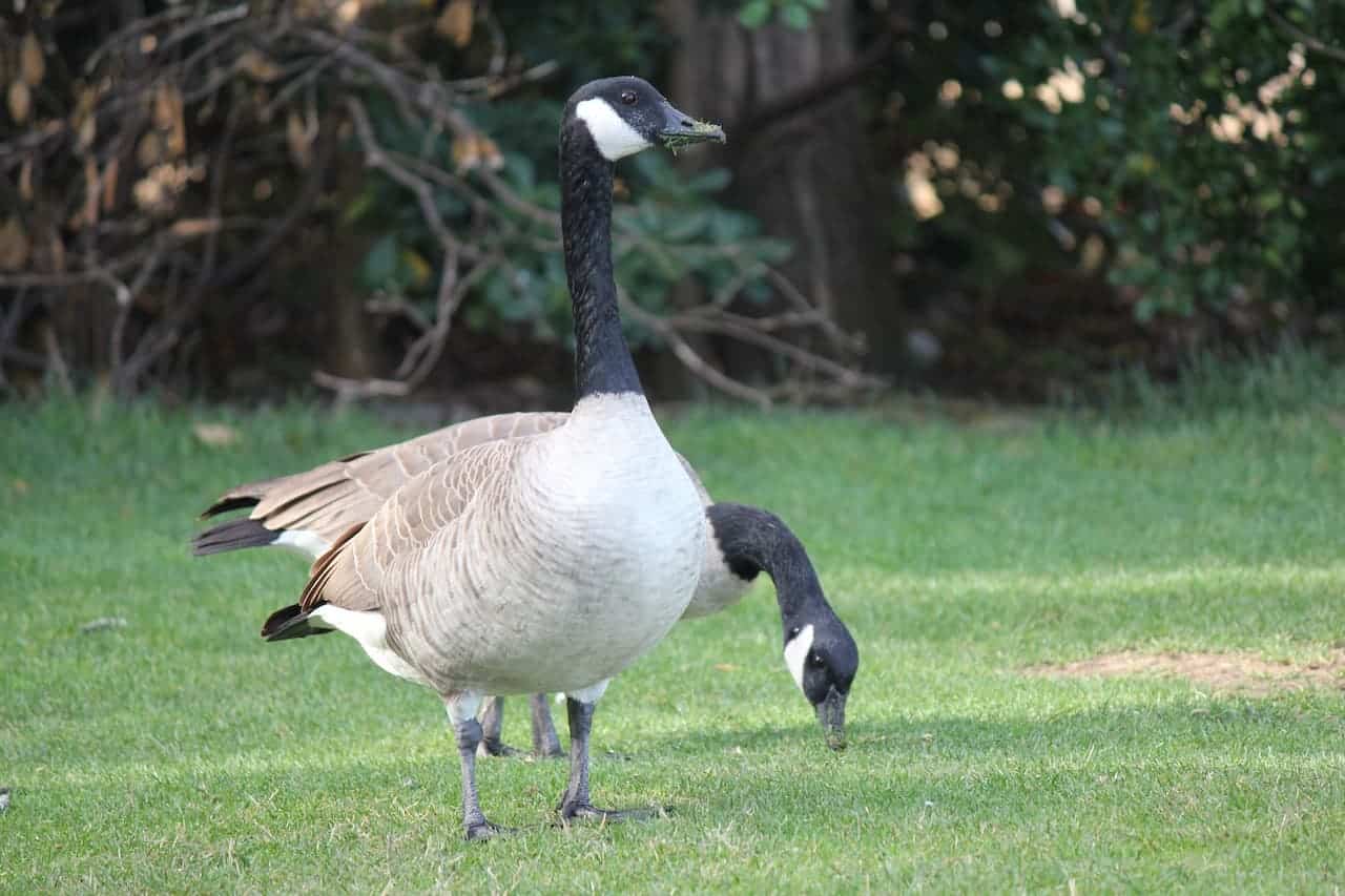 A Two Cackling Goose On The Grassy Area