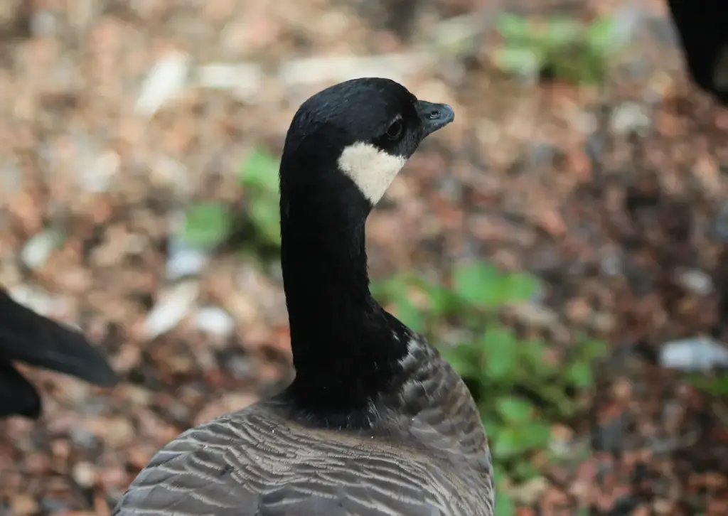 Closeup Image of Cackling Goose 