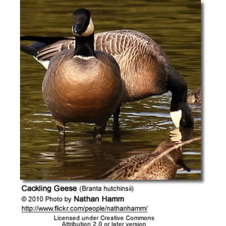 Cackling Geese (Branta hutchinsii)