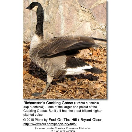 Richardson’s Cackling Goose (Branta hutchinsii ssp.hutchinsii)
