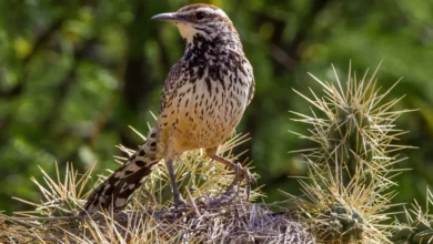 Cactus Wrens