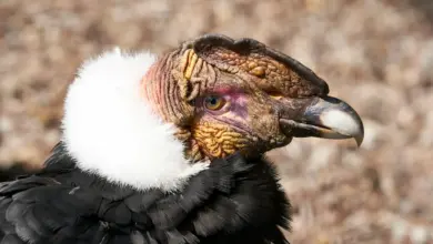 The California Condors Close Up Image