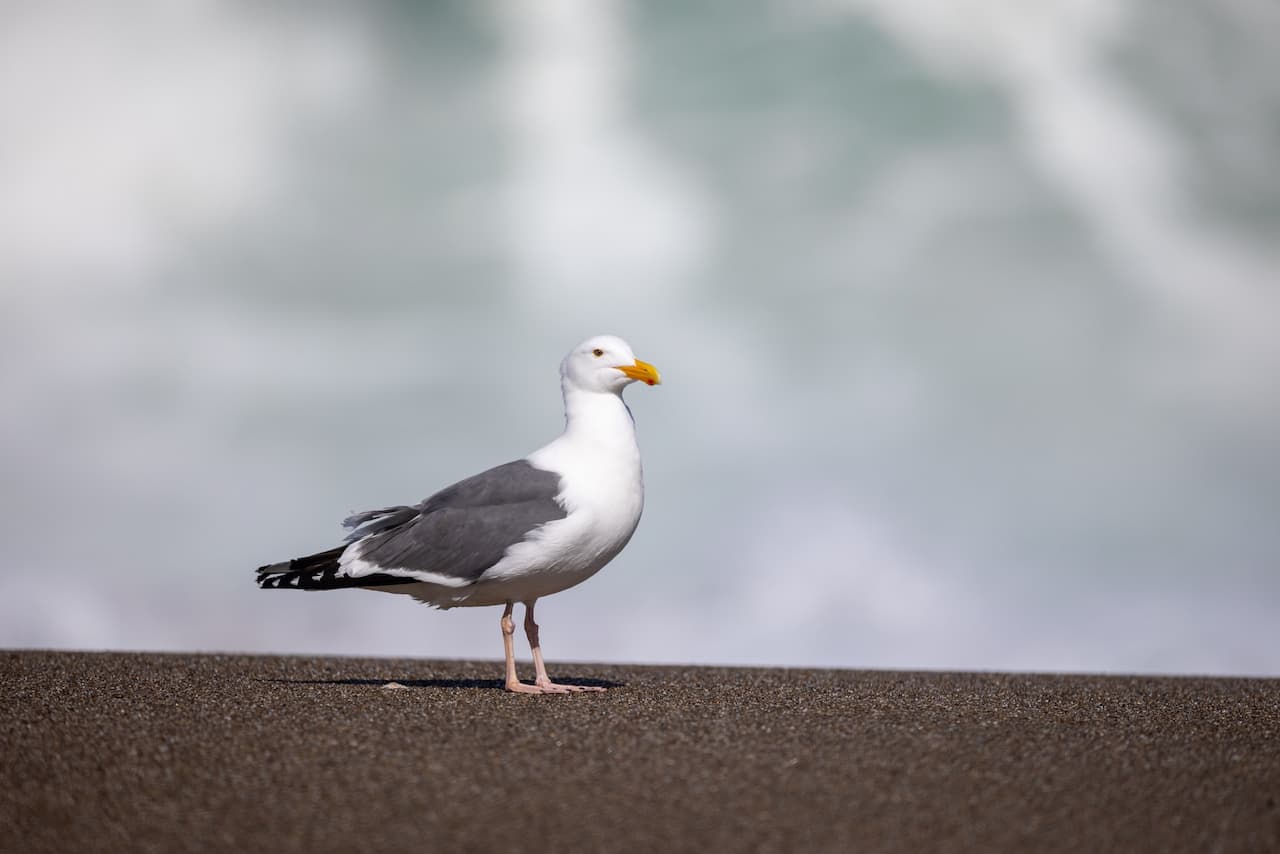 The California Gull Standing On The Sand