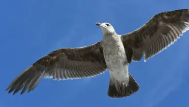 A California Gulls Flying Solo