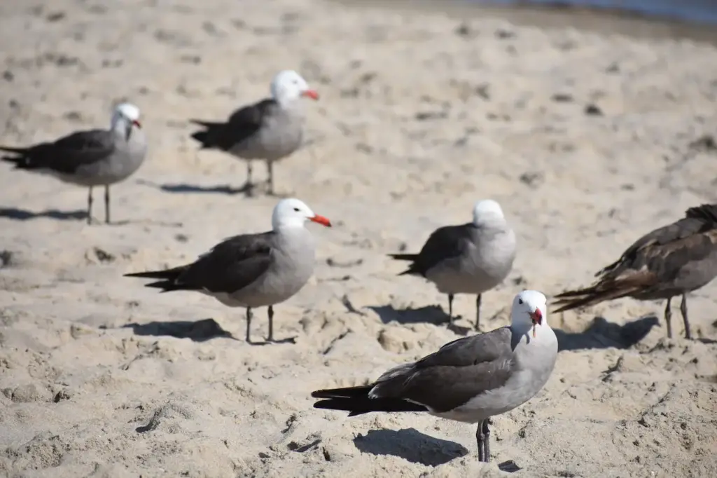 California Gulls At The Beach