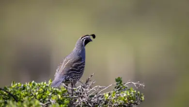 A California Quail Perched On Top Of A Tree