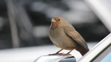 A California Towhee bird rests on a car windshield.