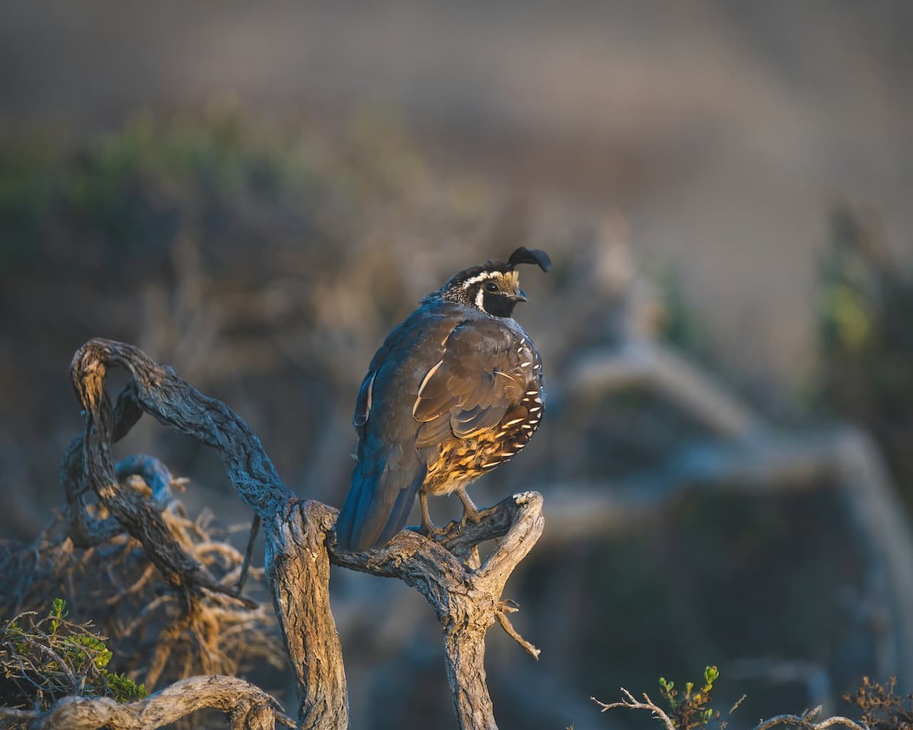 The California Quail Perched On The Wood Looking For Prey