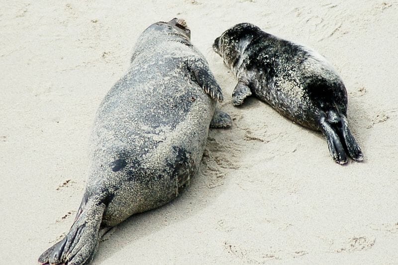 A Seal Mother And Pup. Photo: CaliforniaCat0001