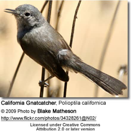 California Gnatcatcher